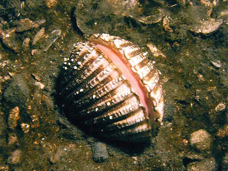 The spiny cockle Acanthocardia aculeata on mixed sediment.