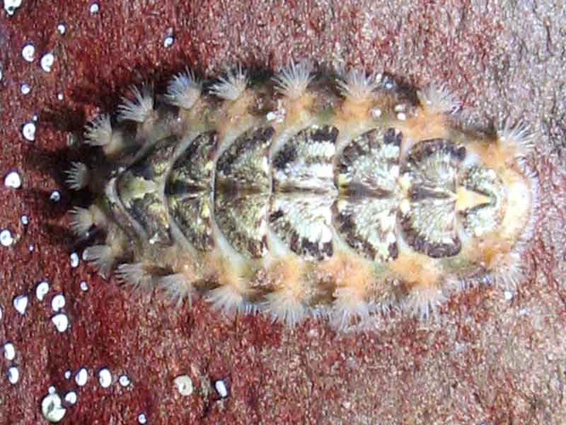 Acanthochitona crinita in a rock pool.