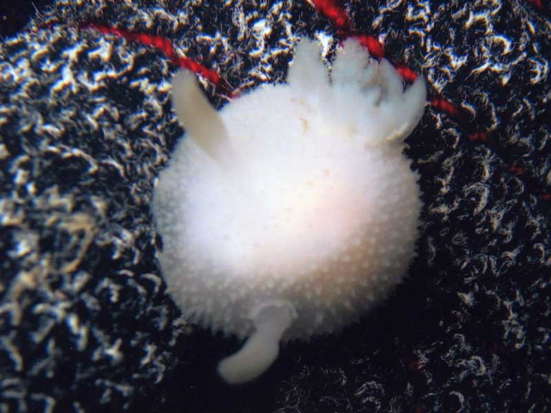Image: Close up view of Acanthodoris pilosa.