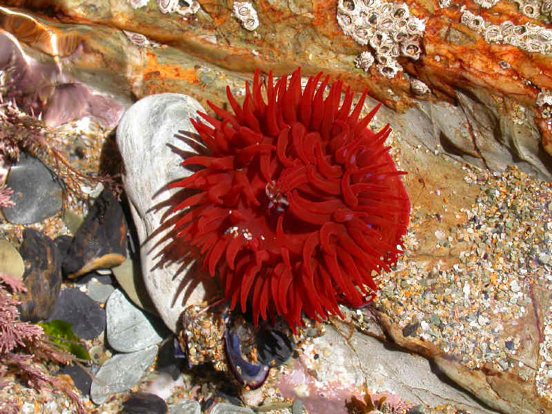 Brilliant red Actinia equina.