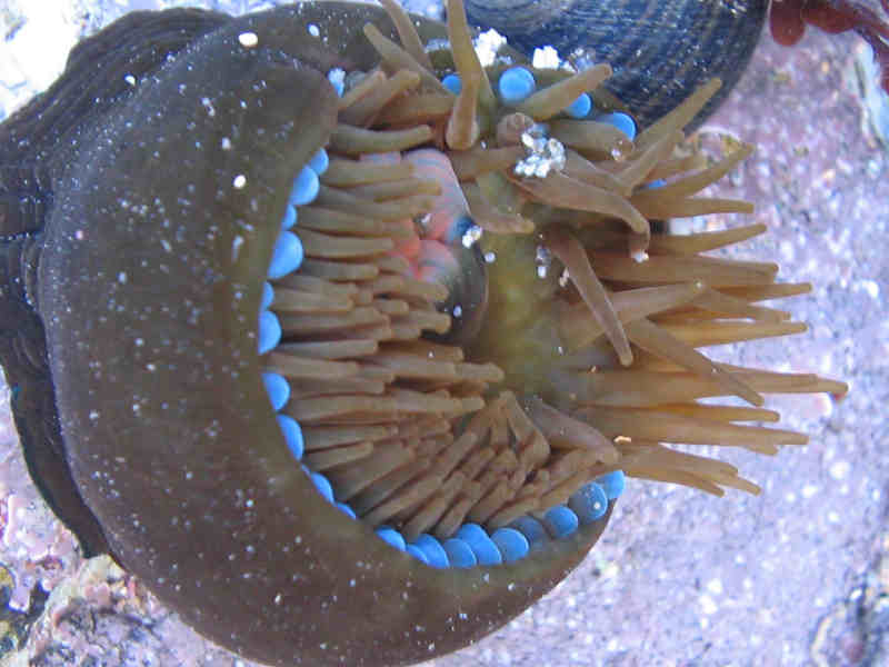 Actinia equina showing blue acrorhagi.