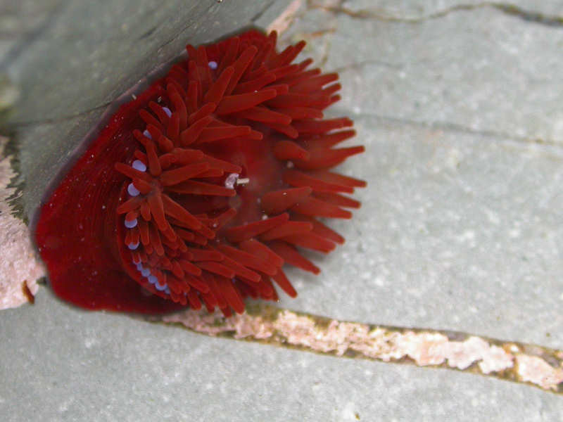 The beadlet anemone Actinia equina with characteristic blue acrorhagi.