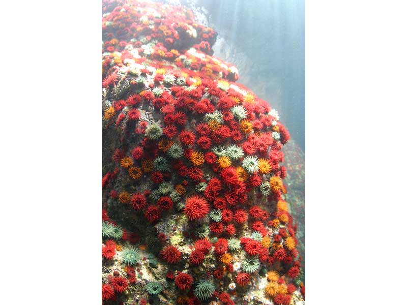 Wall of Actinia equina in the Gouliot Caves, Sark, Channel Isles.