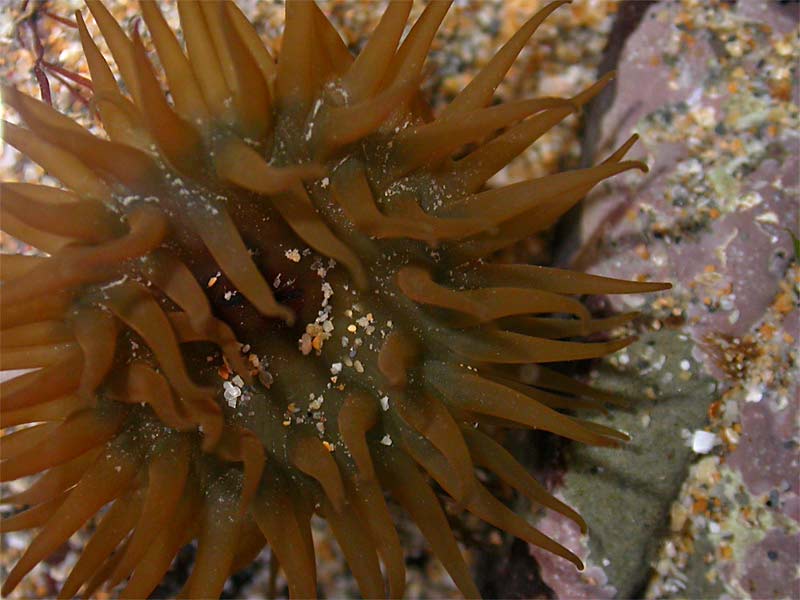 Brown morph of Actinia equina.