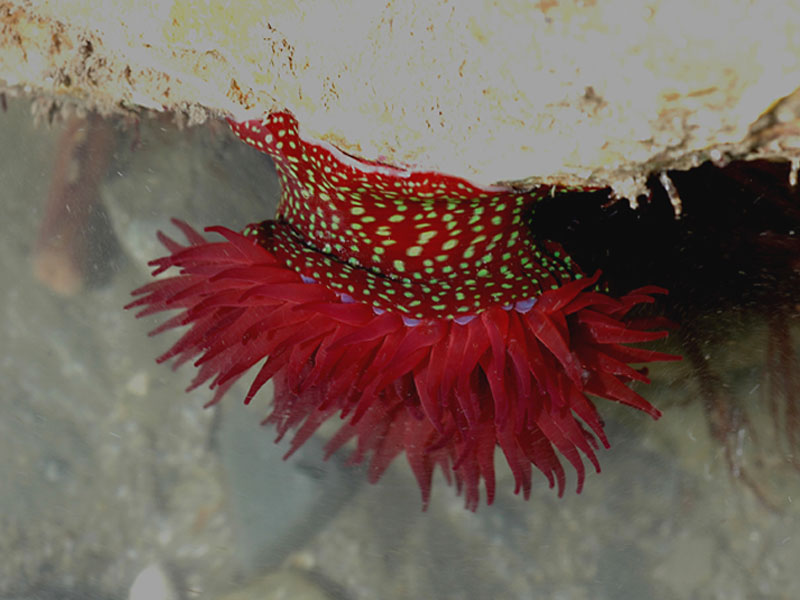 Modal: <i>Actinia fragacea</i> hanging off rock at Divers Beach, Lundy.