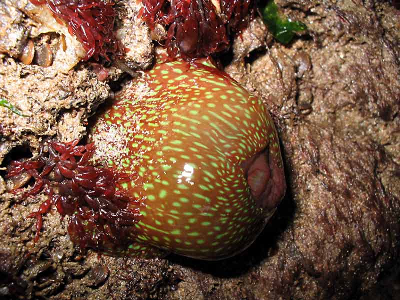 Withdrawn Actinia fragacea individual, Wales.