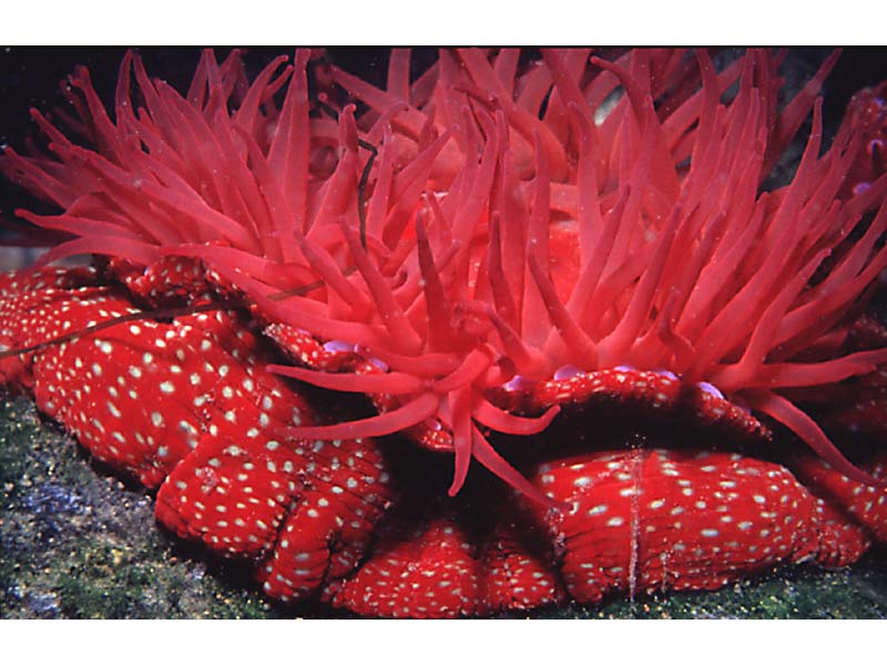 Close-up image of expanded strawberry anemone, Actinia fragacea.