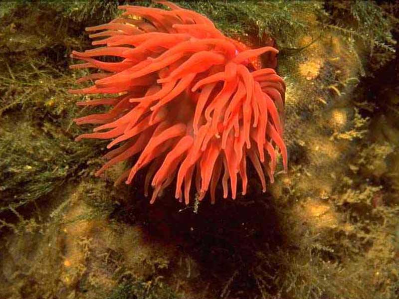 Image: Actinia fragacea with tentacles outstretched.