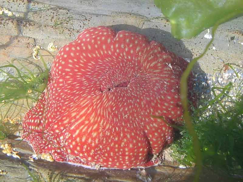 A closed Actinia fragacea specimen.