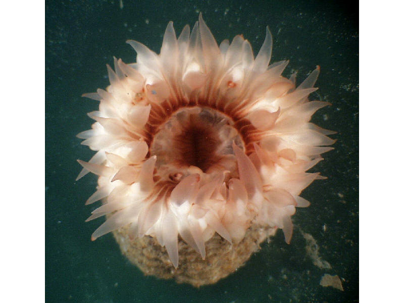 Close up of tentacles of Actinauge richardi.