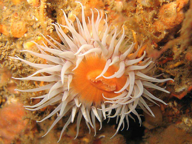 Modal: <i>Actinothoe sphyrodeta</i> showing the 'fried egg' colour morph on the wreck of the Mohegan at the Manacles, Cornwall.
