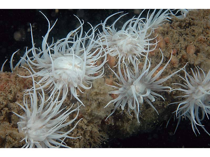 White Actinothoe sphyrodeta at Firestone Bay, Plymouth Sound.