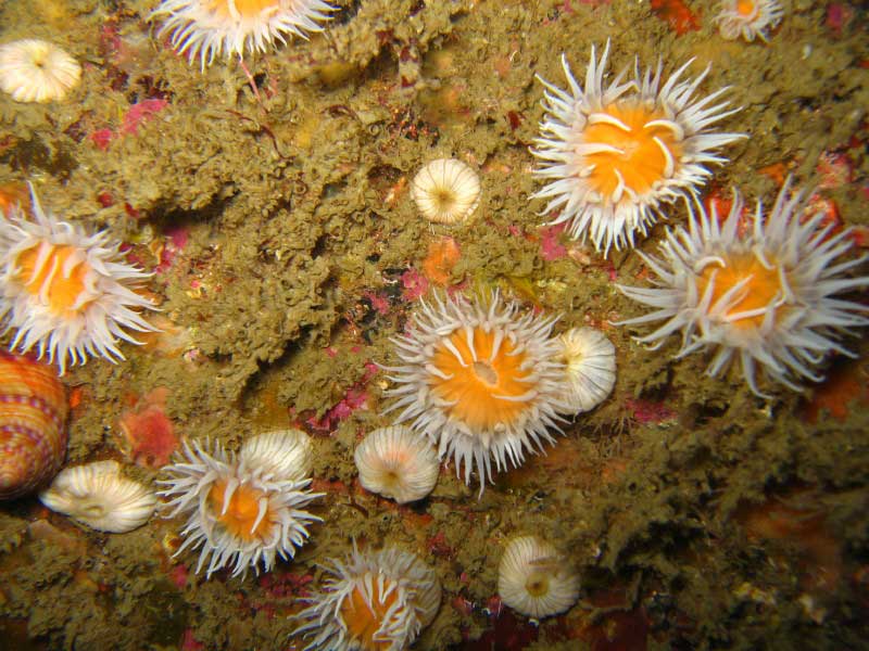 Image: Actinothoe sphyrodeta Penryn Reef, Manacles, southwest Cornwall.