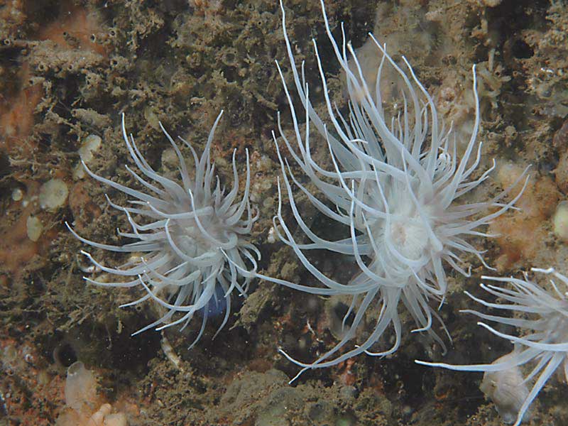 Modal: White <i>Actinothoe sphyrodeta</i> at Firestone Bay in Plymouth Sound.