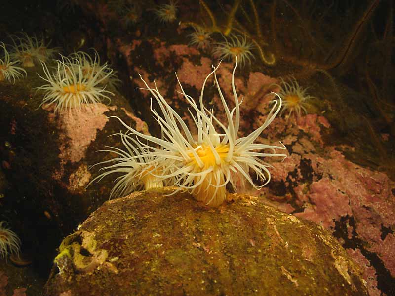 Actinothoe sphyrodeta showing striped column, at Doune, Scotland.