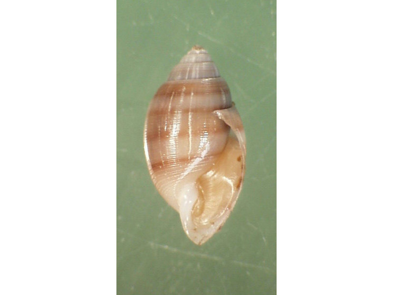 Modal: <i>Acteon tornatilis</i> shell, approximately 1.5 cm.