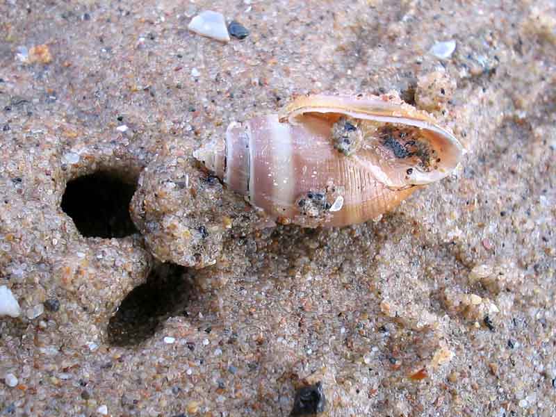 Acteon tornatilis and burrow on Aberavon beach.