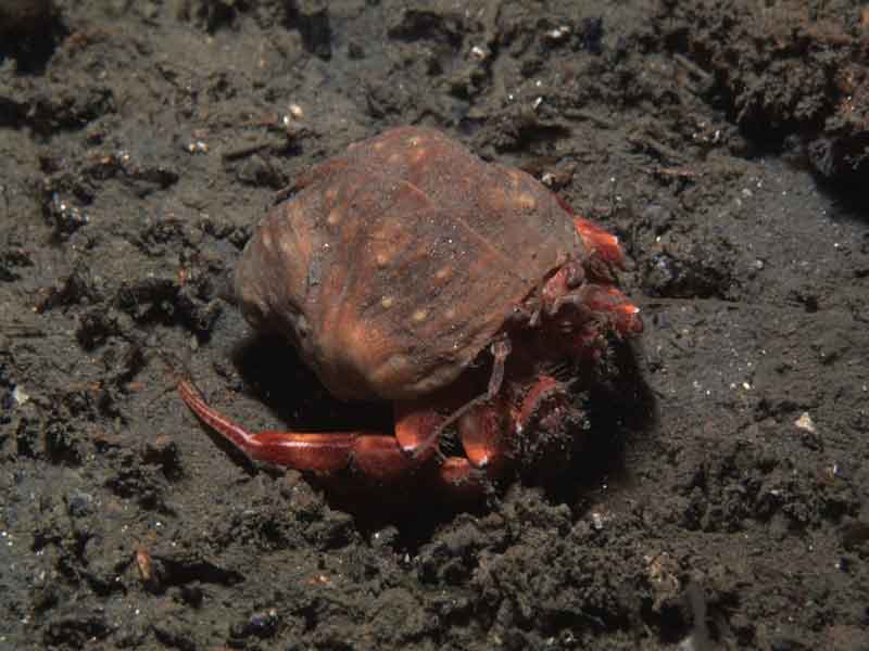 [adacar2]: <i>Adamsia palliata</i> on hermit crab.