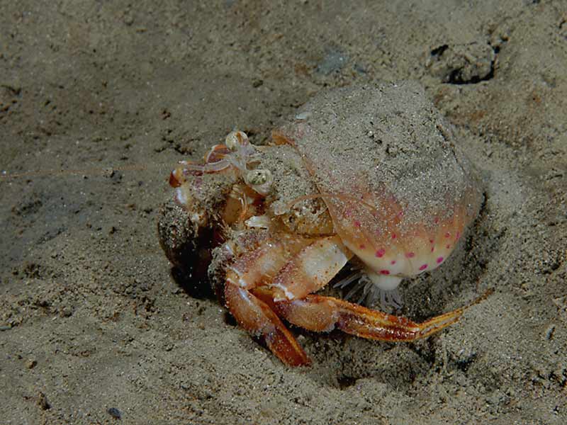 [adacar3]: <i>Adamsia palliata</i> on a hermit crab at the Breakwater Fort in the Plymouth Sound.