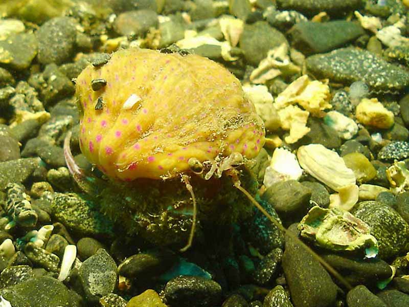 Image: Adamsia palliata on a hermit crab at Porthkerris Reef, south Cornwall.