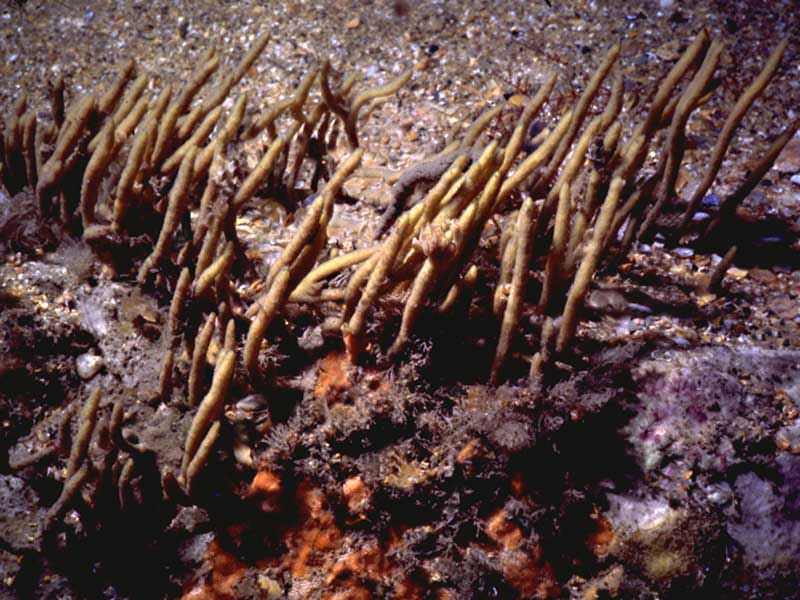 Modal: <i>Adreus fascicularis</i> in typical habitat of sand-covered rocks.