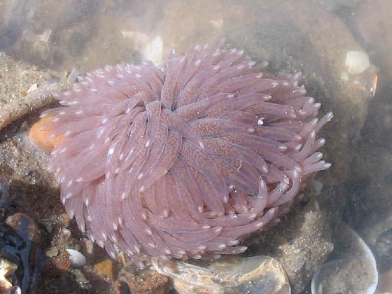 Modal: The grey sea slug <i>Aeolidia papillosa</i>.