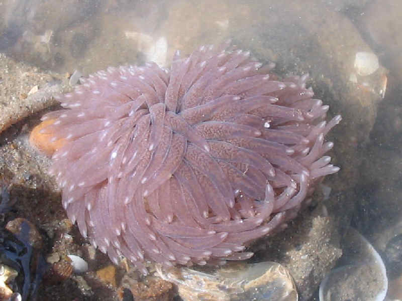 The grey sea slug Aeolidia papillosa.