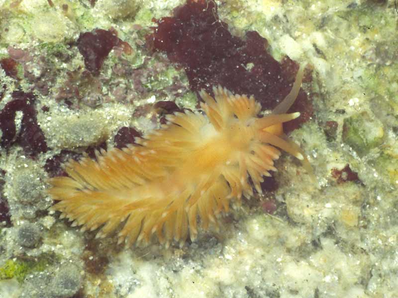 Aeolidiella sanguinea.