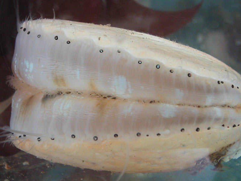 Image: Aequipecten opercularis showing mantle and eyes.
