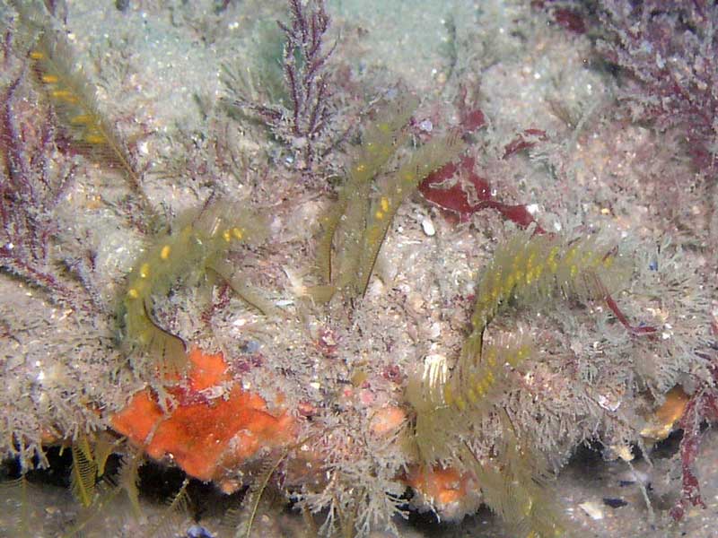 Image: Aglaophenia kirchenpaueri on a subtidal rock.