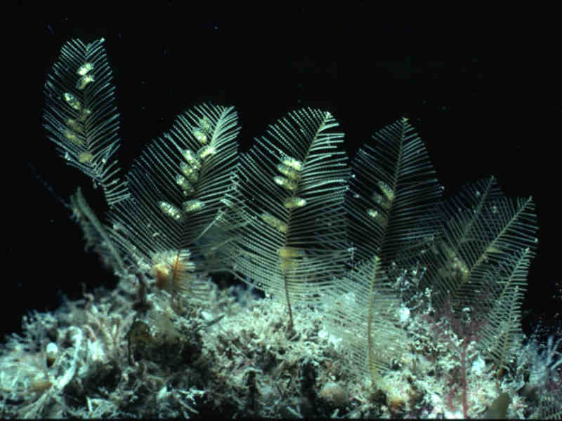 [agltub]: Aquarium photograph of colonies with gonothecae.