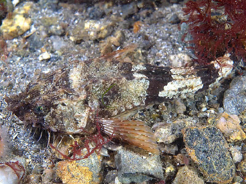 The pogge Agonus cataphractus highlighting barbels.