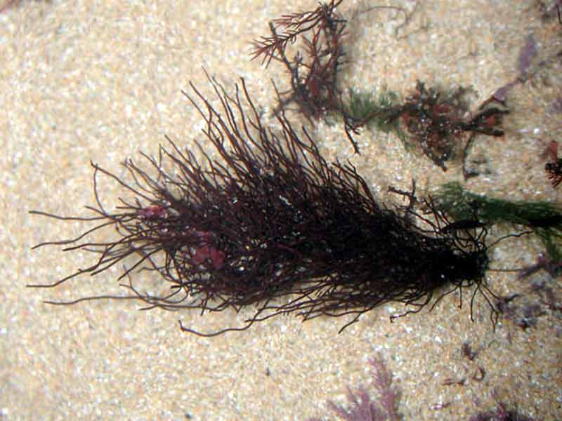 Modal: Bushy specimen of <i>Ahnfeltia plicata</i> in shallow sandy lower shore pool.