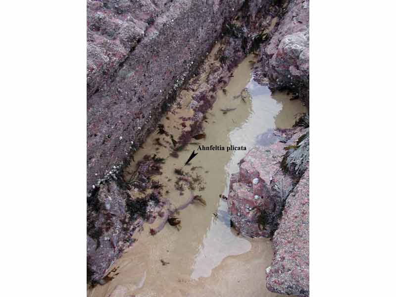 [ahnpli2]: Lower shore sandy pool with <i>Ahnfeltia plicata</i>.