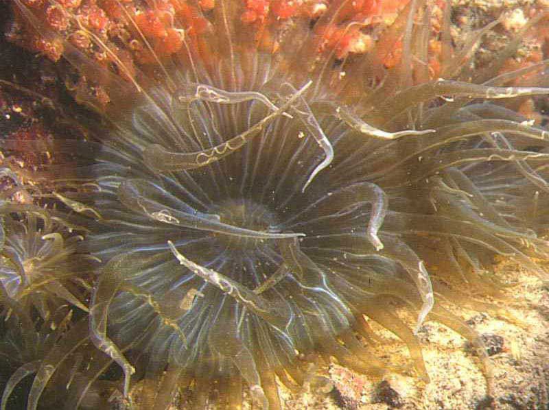 Modal: Entire individual with other smaller anemones around.