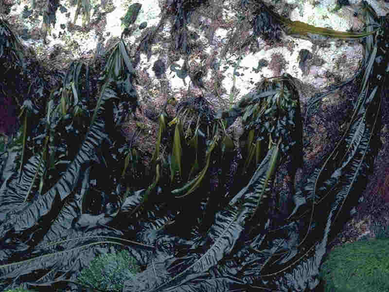 [alaesc]: Exposed sublittoral fringe bedrock with <i>Alaria esculenta</i>, Isles of Scilly.