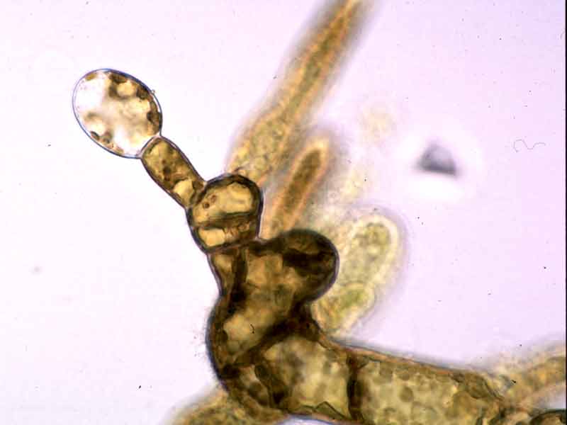 Modal: Oogonium (egg) on female gametophyte.