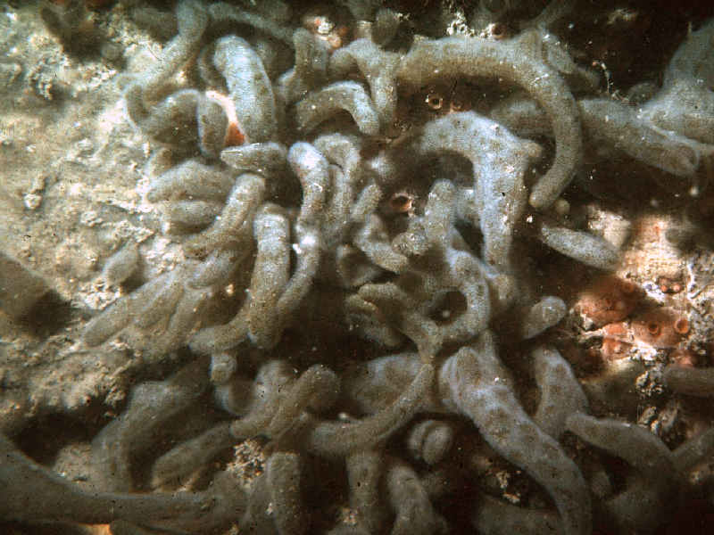 Modal: Dense growth of <i>Alcyonidium diaphanum</i> colonies at about 3 metres depth.