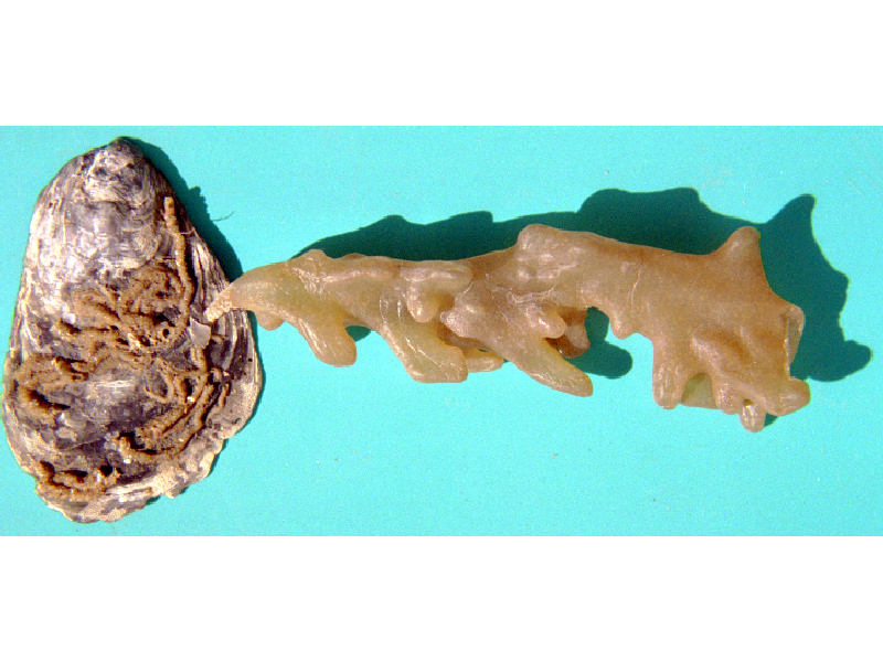 Modal: Clump of sea chervil (<i>Alcyonidium diaphanum</i>) attached to shell.