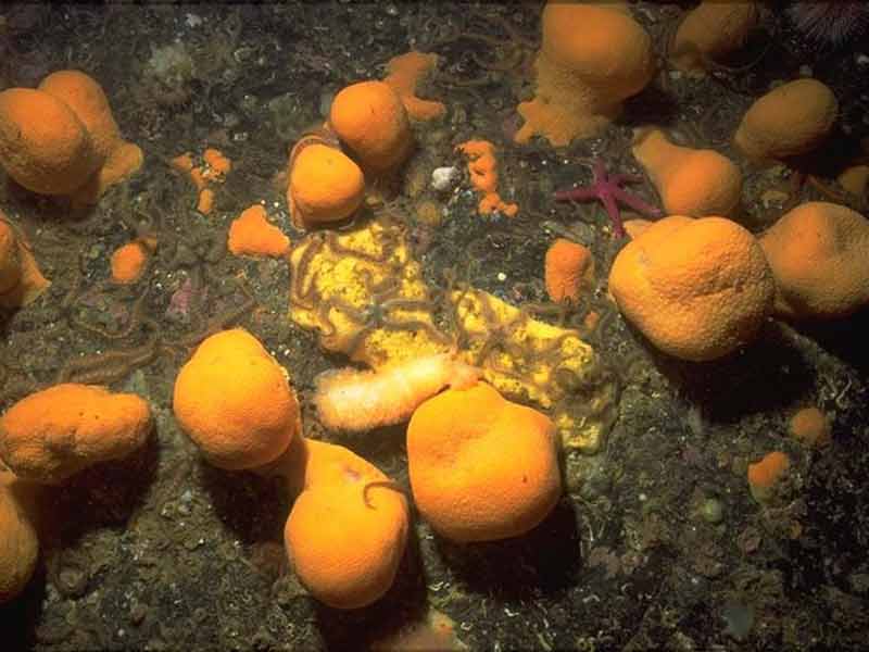 Image: Colonies of brown Alcyonium digitatum with polyps withdrawn.