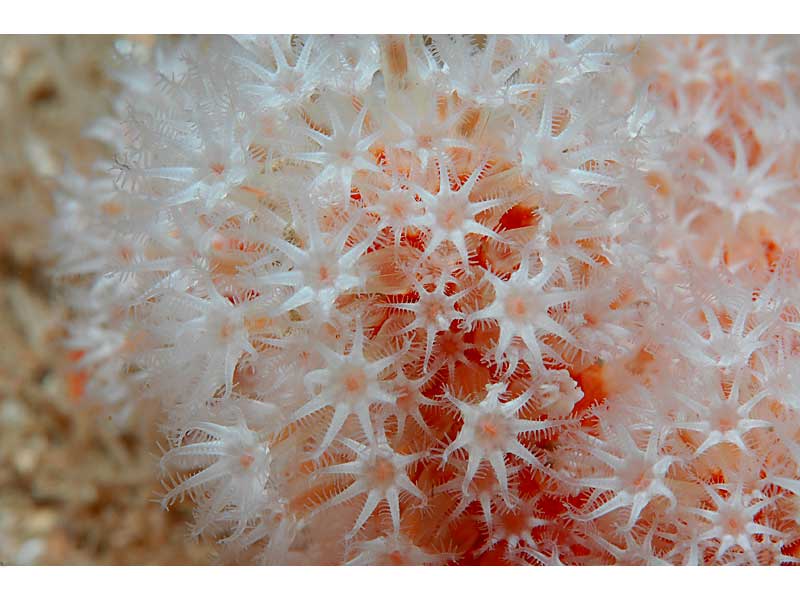 Image: Close up of Alcyonium glomeratum expanded polyps at Hand Deeps, Plymouth.
