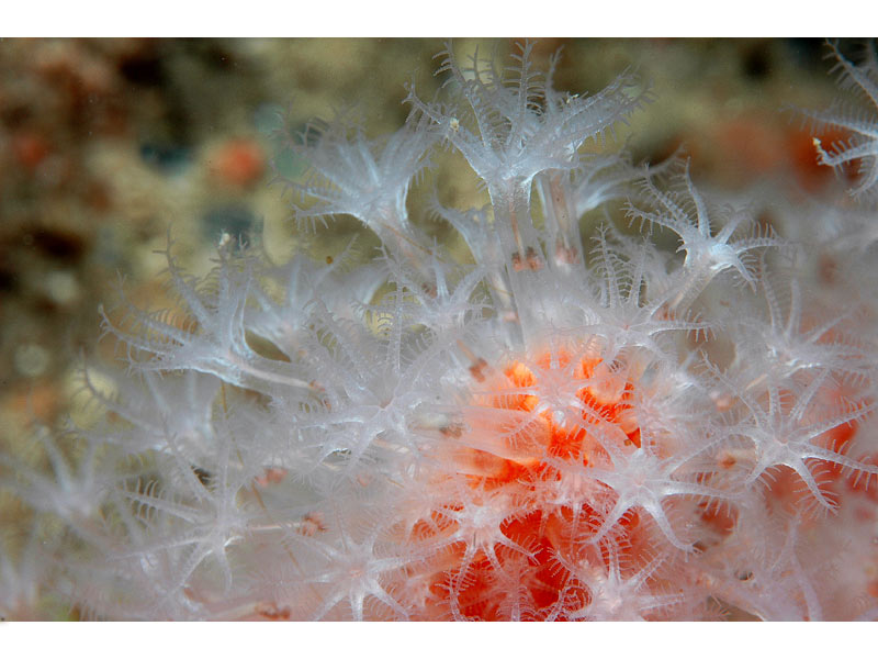 Image: Close up of Alcyonium glomeratum polyps, at Hand Deeps, Plymouth.