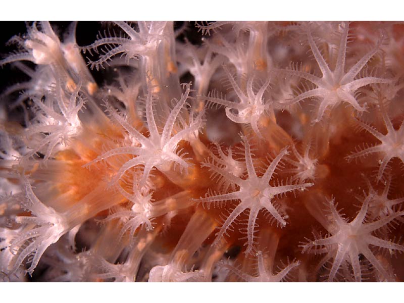 Image: Close up of Alcyonium glomeratum polyps in the Channel Isles.