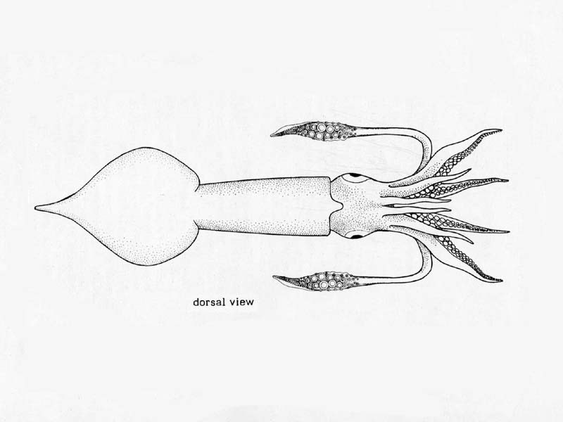 Modal: Line drawing of <i>Alloteuthis media</i>.