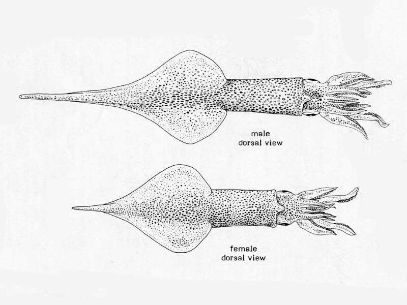 Modal: Line drawing of <i>Alloteuthis subulata</i>.