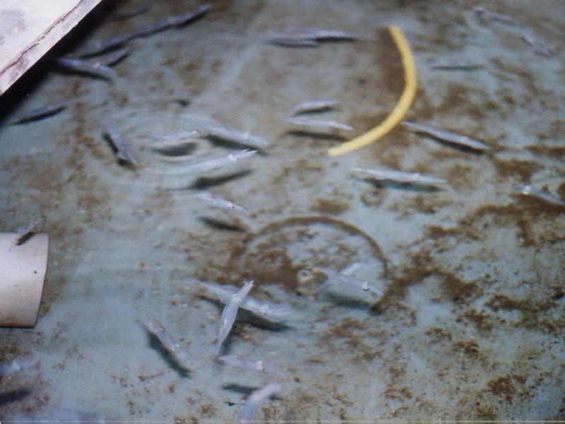Modal: Juvenile <i>Alloteuthis subulata</i> in a laboratory tank.