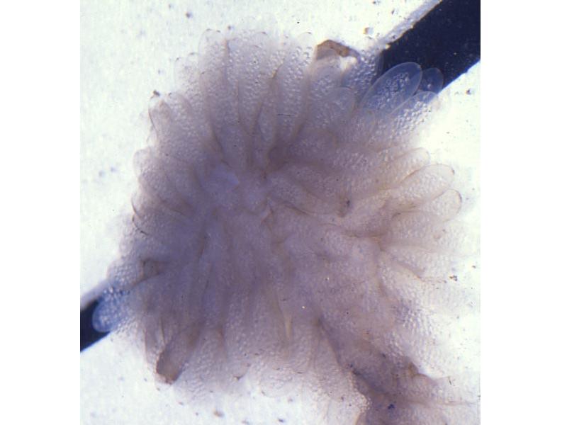 Alloteuthis subulata eggs in a laboratory tank.