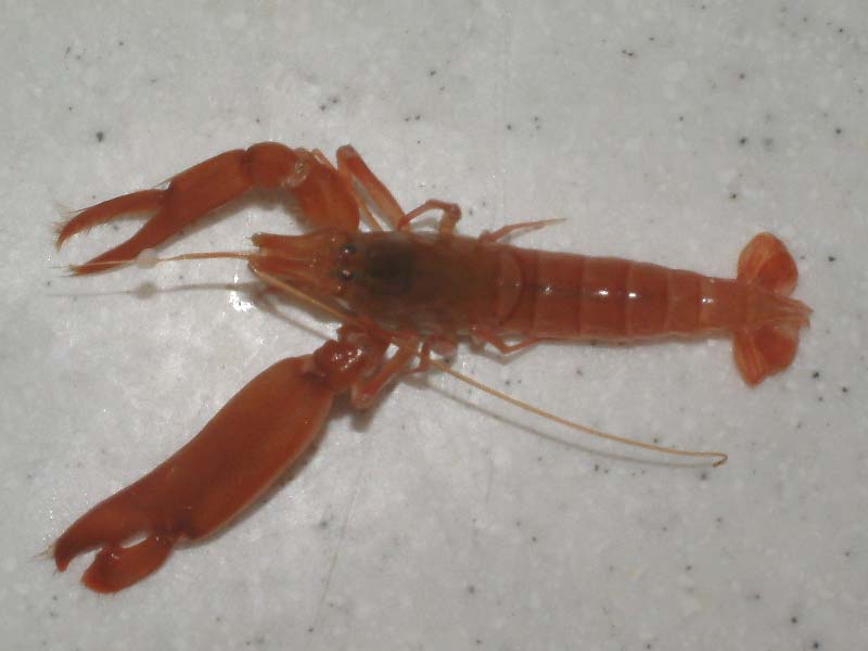 shrimp size classification