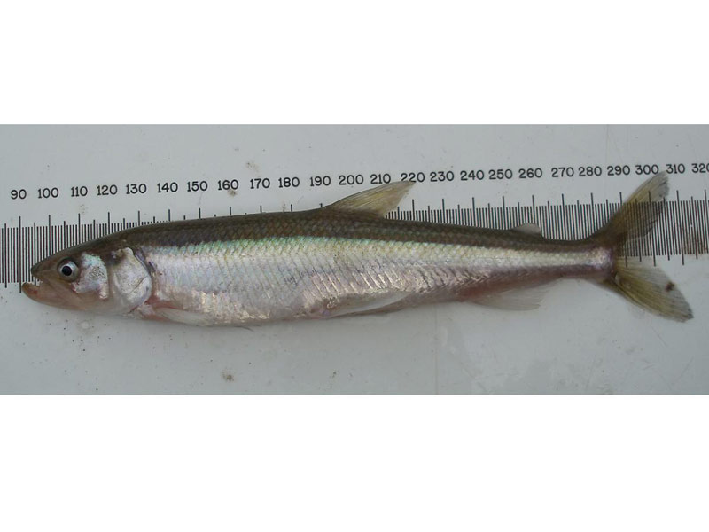 A captured male smelt.