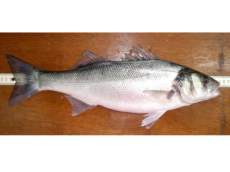 Modal: European sea bass caught near Conway and Colwyn Bay, North Wales.